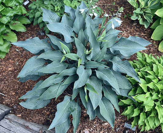 Plum Creek Hosta Plants online shopping