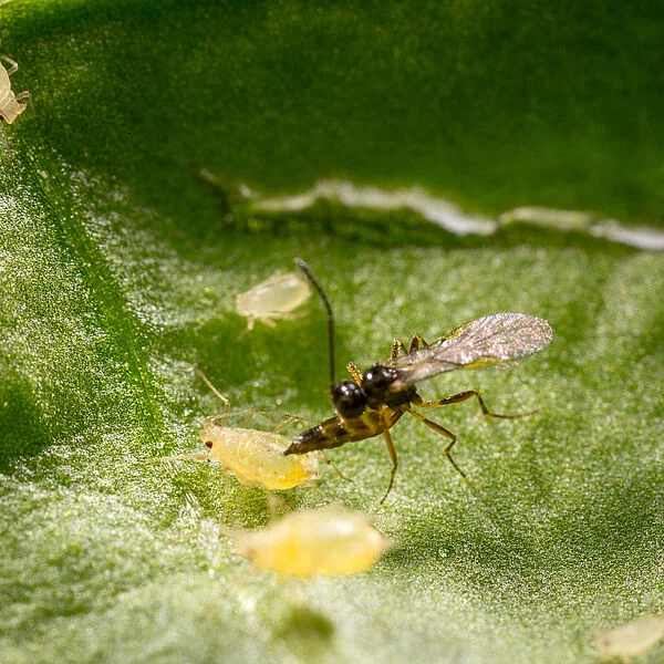 Aphidius ervi parasitic wasp how to biologically and organically control aphids.