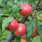 Chestnut Crab Apple