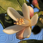 Volckamer Lemon Budwood citrus plant material online shopping