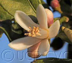 Volckamer Lemon Budwood citrus plant material online shopping