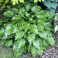 Get Nekkid Hosta Plants online shopping