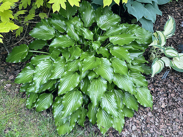 Get Nekkid Hosta Plants online shopping