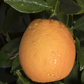 Newhall Nucellar Navel Orange Budwood citrus plant material online shopping