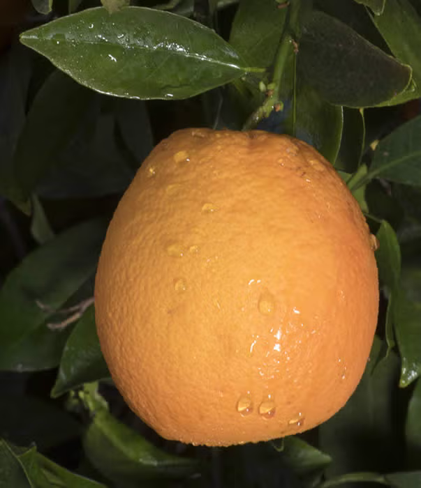 Newhall Nucellar Navel Orange Budwood citrus plant material online shopping