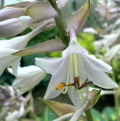 My Fair Lady Hosta Plants online shopping