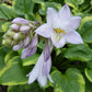 Ice Cream Hosta Plants online shopping