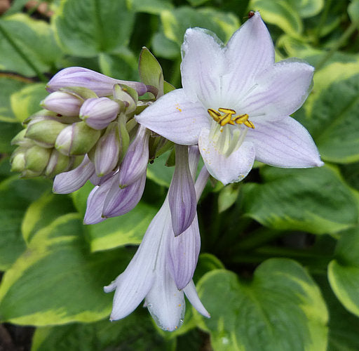 Ice Cream Hosta Plants online shopping