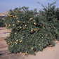 Minneola Tangelo Plant citrus plant material online shopping