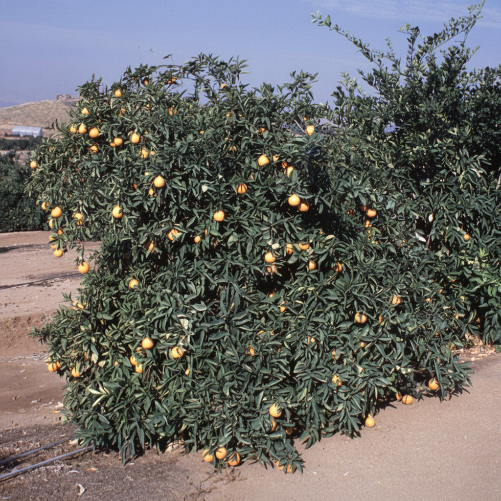 Minneola Tangelo Plant citrus plant material online shopping