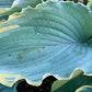 Voices In The Wind Hosta Plants online shopping