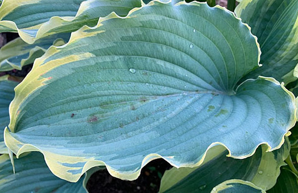 Voices In The Wind Hosta Plants online shopping