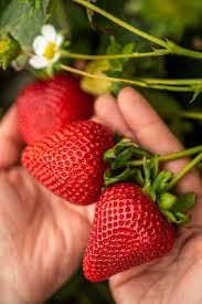 Royal Royce Day Neutral Strawberry