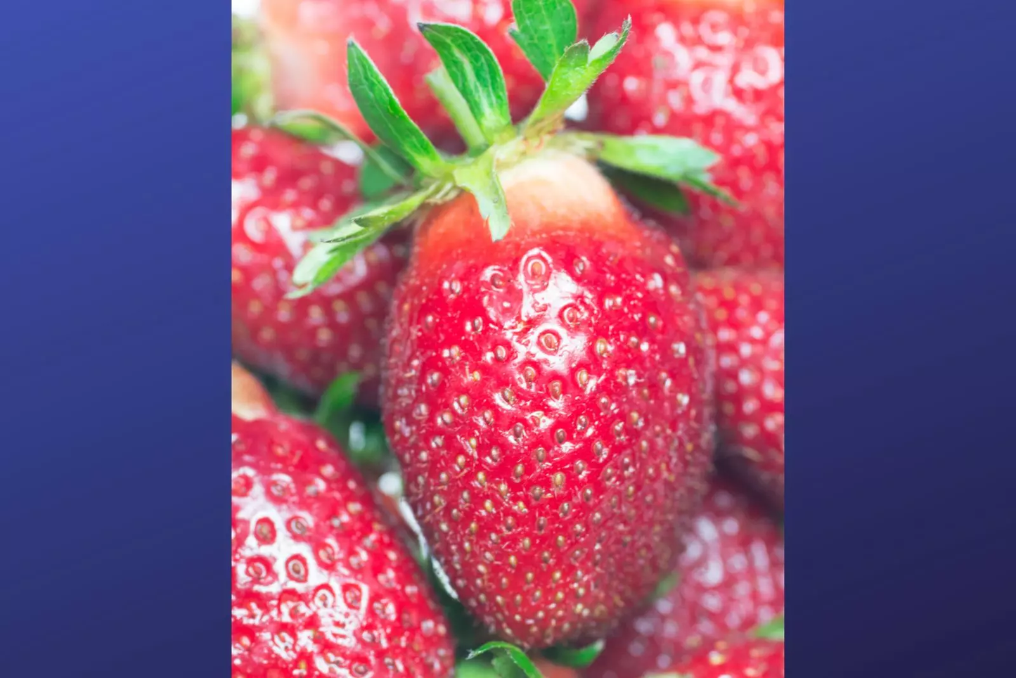 Rutgers D’Light June Bearing Strawberry