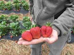 Ruby June Short Day Strawberry