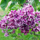Sensation Lilac lilac plant online shopping