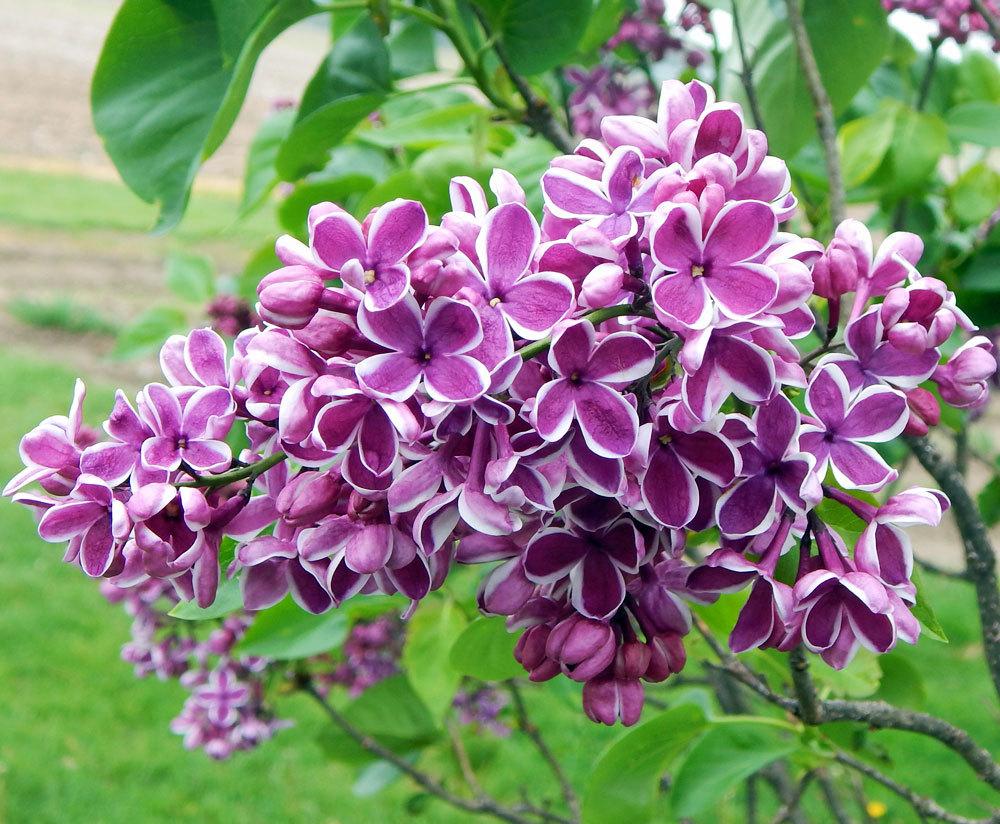 Sensation Lilac lilac plant online shopping