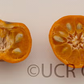 Suenkat Mandarin Seed citrus plant material online shopping
