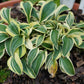 Funny Mouse Hosta