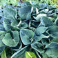 Lakeside Sapphire Pleats Hosta Plants online shopping