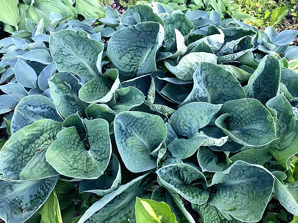 Lakeside Sapphire Pleats Hosta Plants online shopping