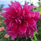 Emory Paul Dahlia Plants online shopping