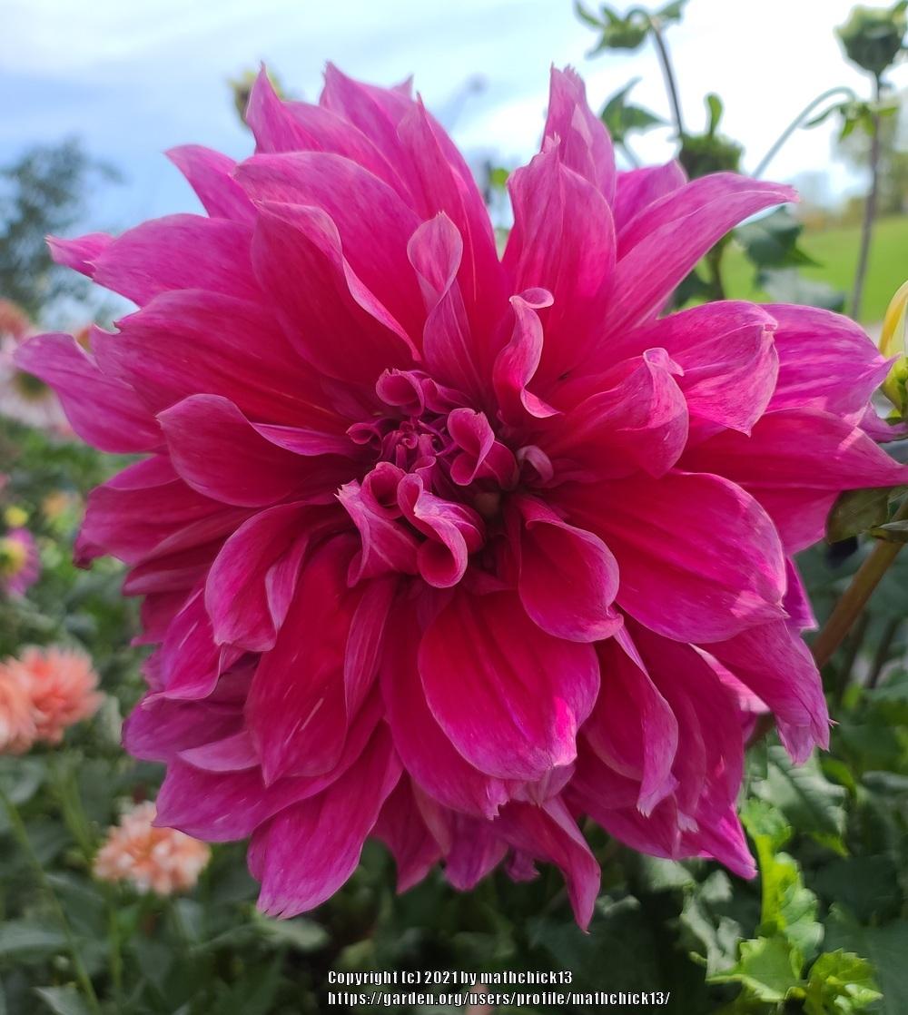 Emory Paul Dahlia Plants online shopping