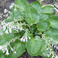 Silver Moon Hosta Plants online shopping