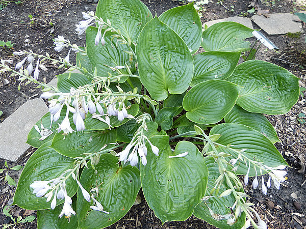 Silver Moon Hosta Plants online shopping