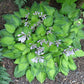 Tick Tock Hosta Plants online shopping