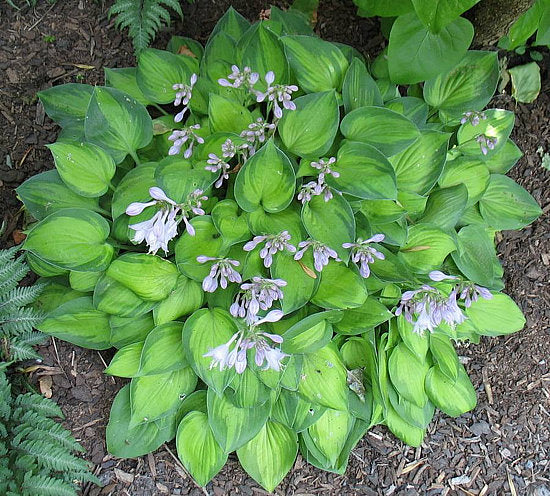 Tick Tock Hosta Plants online shopping
