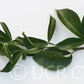 Citremon Trifoliate Hybrid Budwood citrus plant material online shopping