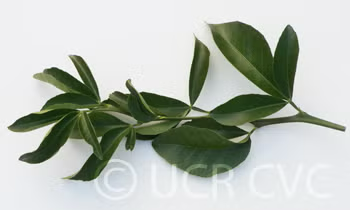 Citremon Trifoliate Hybrid Budwood citrus plant material online shopping