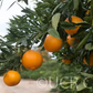 US Superna USDA 88-2 Mandarin Hybrid Budwood citrus plant material online shopping