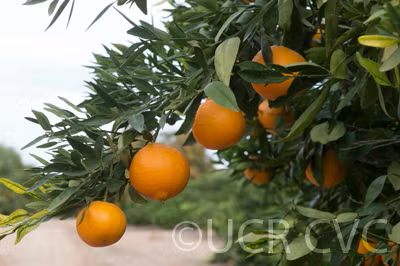 US Superna USDA 88-2 Mandarin Hybrid Budwood citrus plant material online shopping