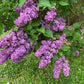 Ludwig Spath Lilac lilac plant online shopping