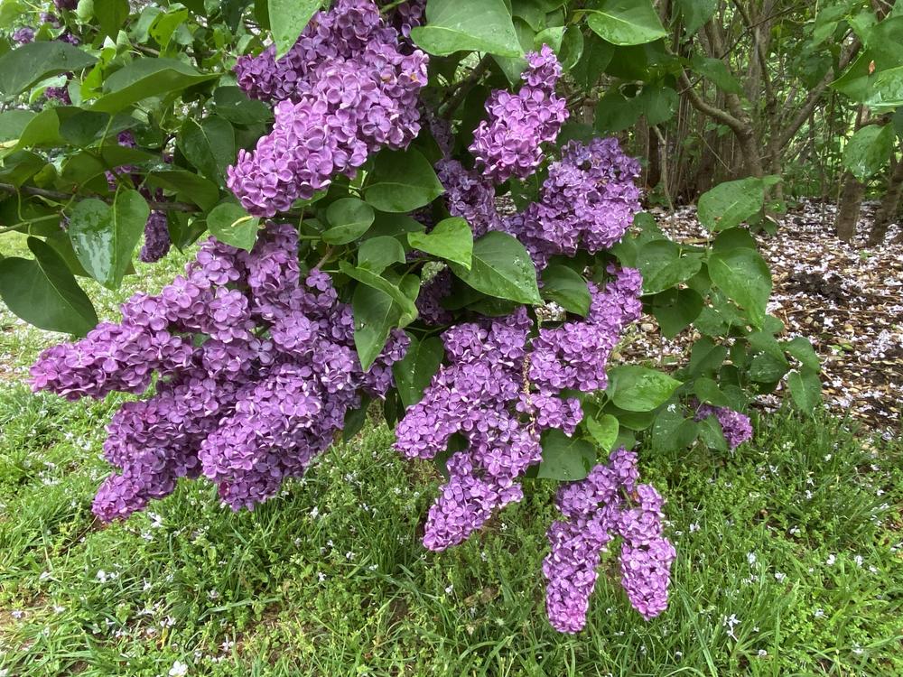 Ludwig Spath Lilac lilac plant online shopping