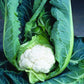 Clarify F1 Cauliflower