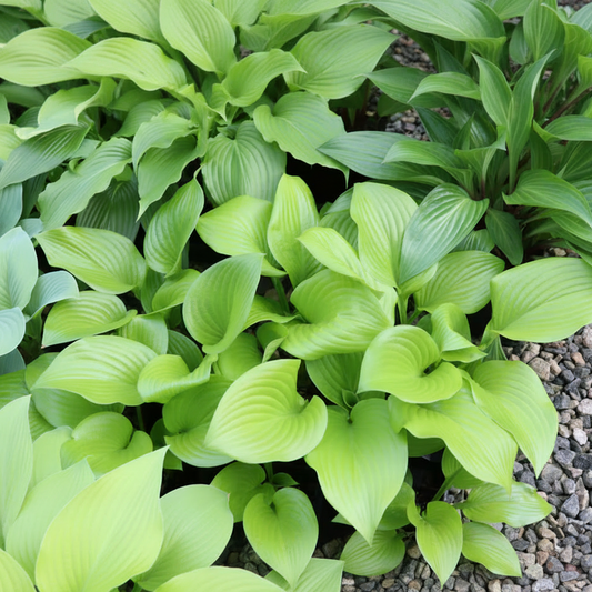 Even Better Hosta Plants online shopping
