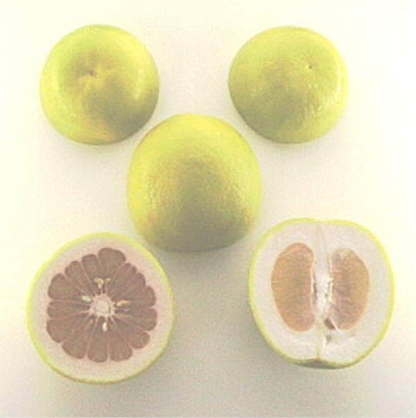 Rojo Blanco Pummelo Hybrid Budwood citrus plant material online shopping