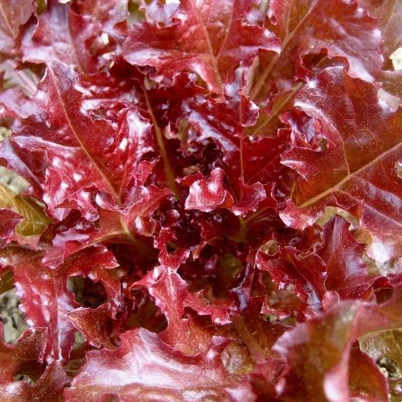 Red Salad Bowl Lettuce Seeds online shopping