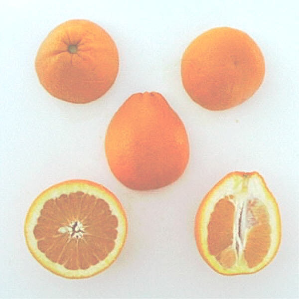 Ambersweet Orange Budwood citrus plant material online shopping