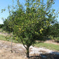 Kuharski Citrange Seed citrus plant material online shopping