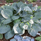 Millennium Hosta Plants online shopping