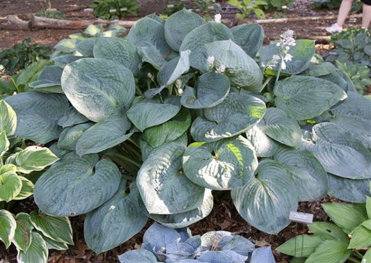 Millennium Hosta Plants online shopping