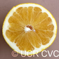 US Seedless Surprise USDA 1-77-19 Tangelo Mandarin Budwood citrus plant material online shopping