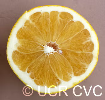 US Seedless Surprise USDA 1-77-19 Tangelo Mandarin Budwood citrus plant material online shopping