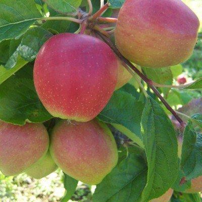 Saturn Apple Tree with Ripening Fruit