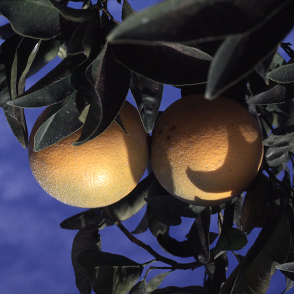 Cocktail Pummelo Hybrid Budwood citrus plant material online shopping