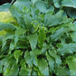Jaws Hosta Plants online shopping